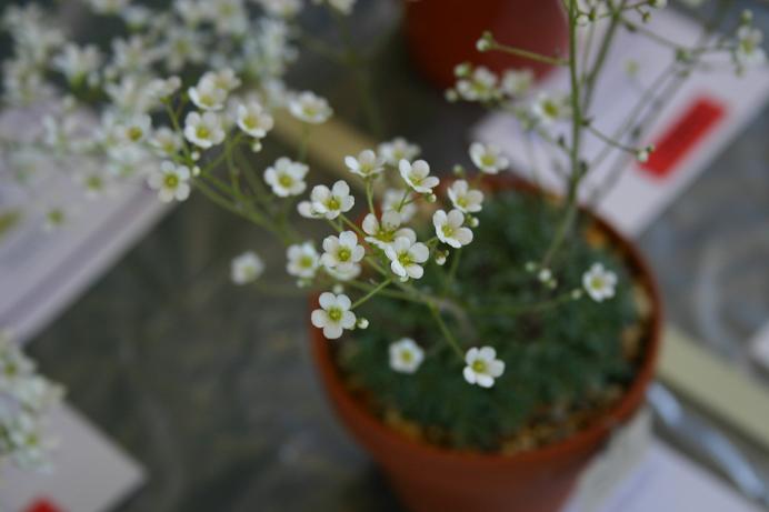 Saxifraga 'Whitehills' 