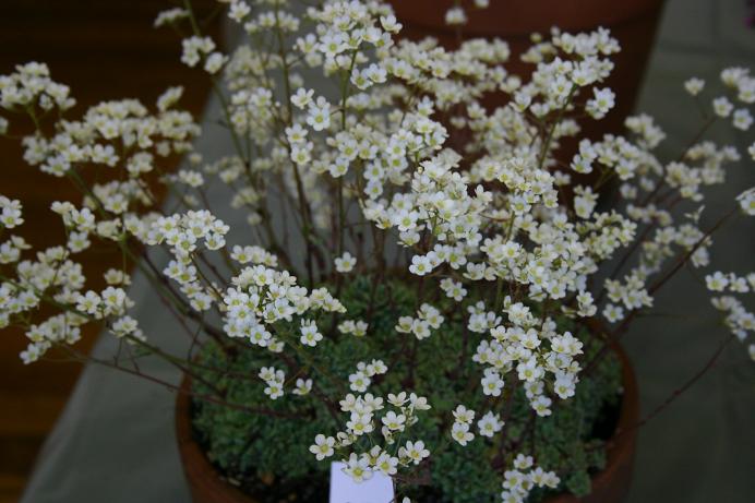 Saxifraga 'Whitehills' 