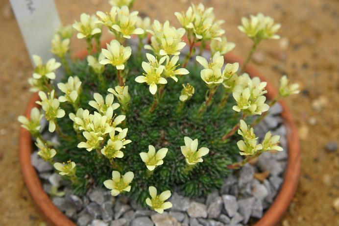 Saxifraga x apiculata 