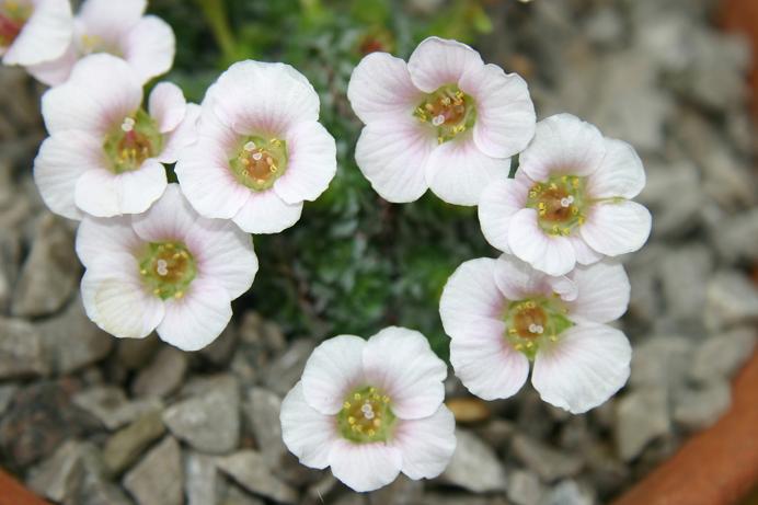 Saxifraga x arco-valleyi 'Hocker Edge' 