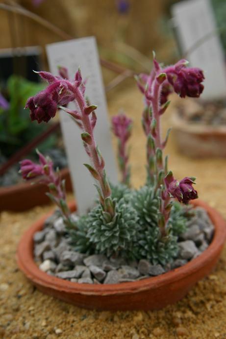 Saxifraga x bertolinii 