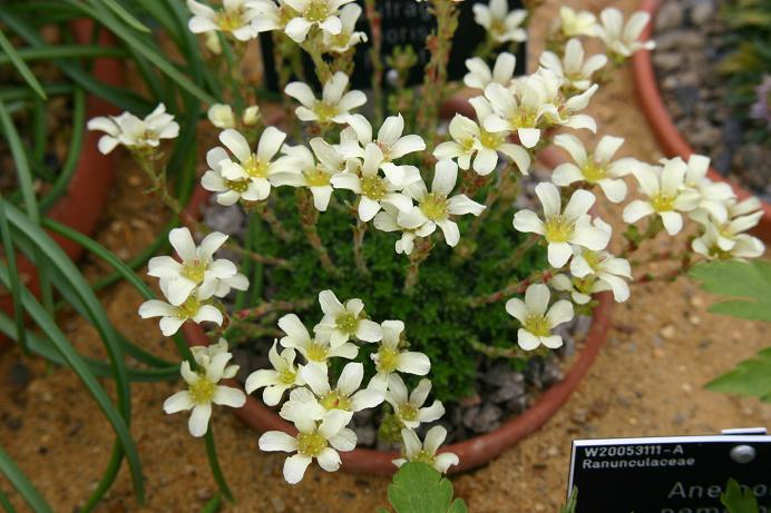 Saxifraga x borisii 'Faust' 