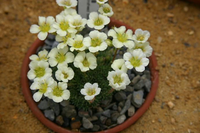 Saxifraga x boydii 'Hindhead Seedling' 