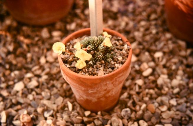 Saxifraga x boydii 'Hindhead Seedling' 