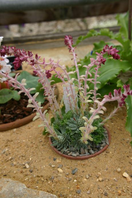 Saxifraga x doefleri 'Ignaz Doefler' 