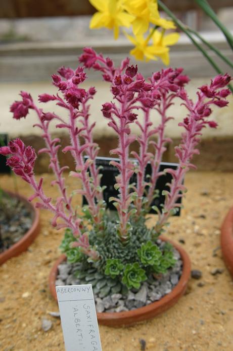 Saxifraga x doefleri 'Tycho Brahe' 