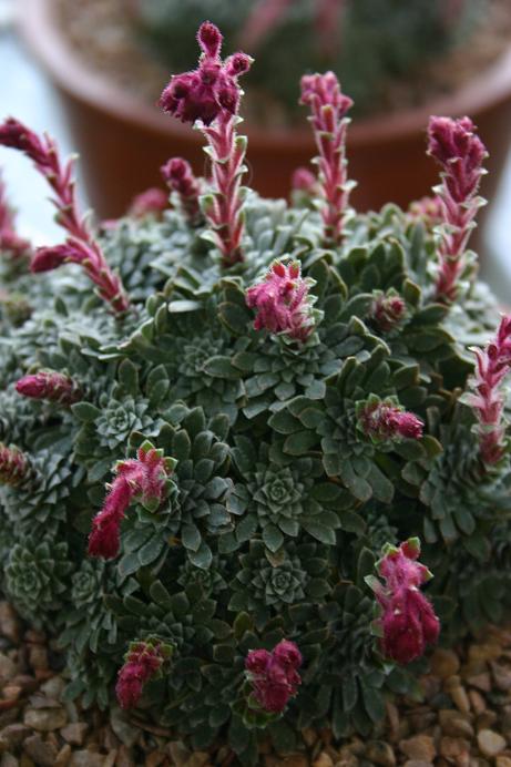 Saxifraga x doefleri 'Tycho Brahe' 