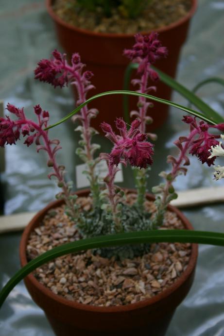 Saxifraga x doefleri 'Tycho Brahe' 