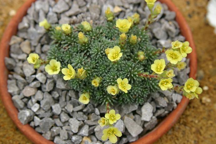 Saxifraga x geuderi 'Eulenspiegel' 