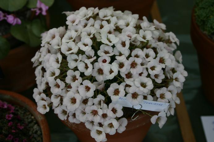 Saxifraga x irvingii 'Jenkinsiae' 