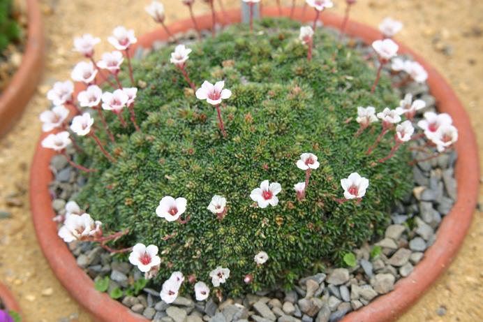 Saxifraga x irvingii 'Jenkinsiae' 