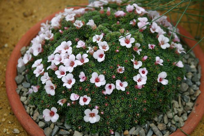 Saxifraga x irvingii 'Jenkinsiae' 