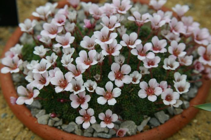 Saxifraga x irvingii 'Pearly Gates' 