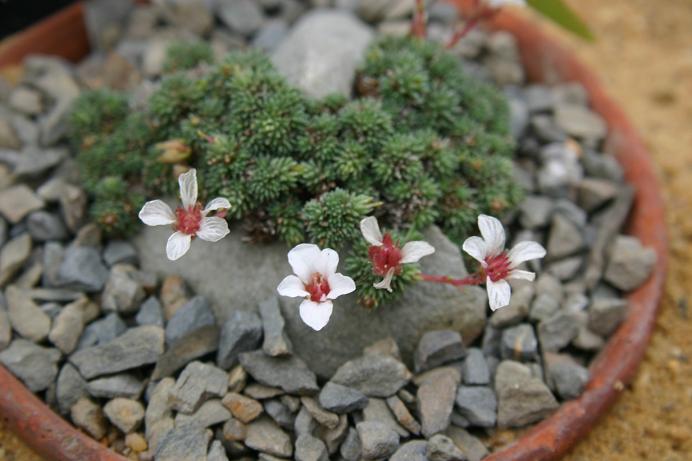 Saxifraga x irvingii 'Walter Irving' 