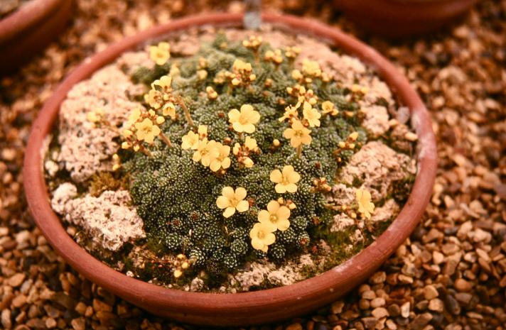 Saxifraga x kastoniensis 