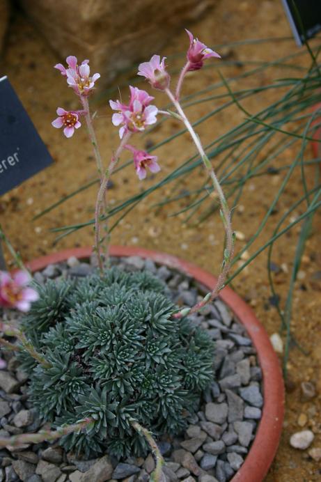 Saxifraga x kellereri 'Johann Kellerer' 