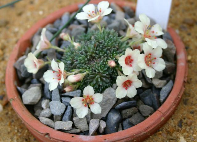 Saxifraga x megasaeflora 'Gabriel' 