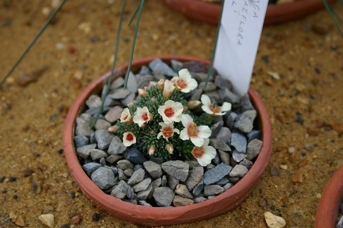 Saxifraga x megasaeflora 'Gabriel' 