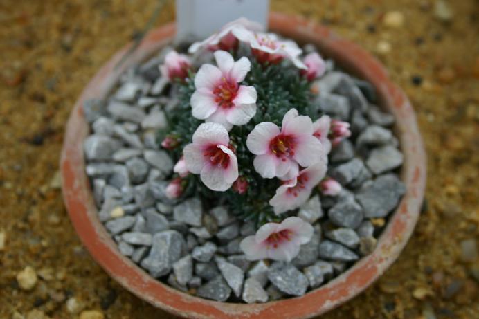 Saxifraga x megasaeflora 'Josef Capek' 