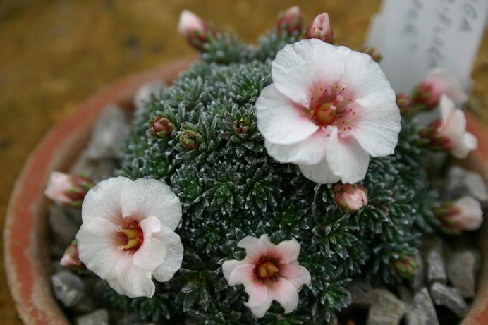 Saxifraga x megasaeflora 'Josef Capek' 