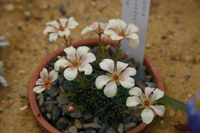 Saxifraga x megasaeflora 'Jupiter' 