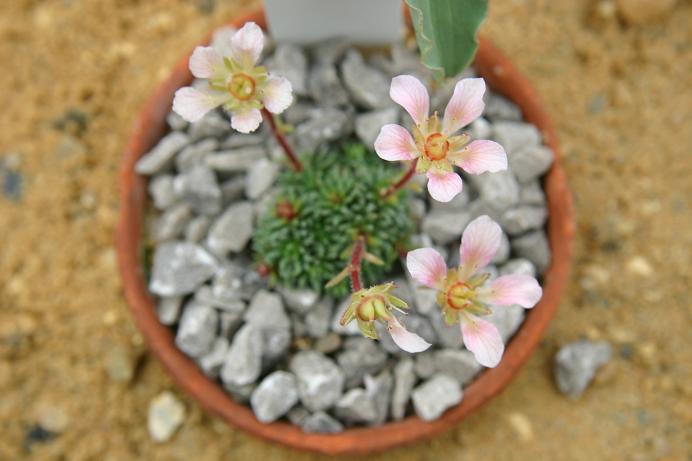 Saxifraga x megasaeflora 'Saturn' 