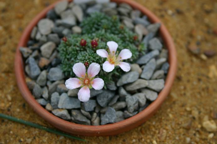 Saxifraga x megasaeflora 'Saturn' 