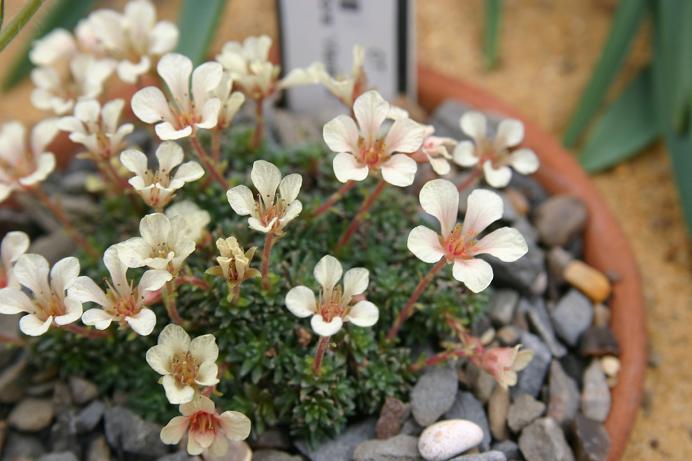 Saxifraga x megasaeflora 'Vladana' 