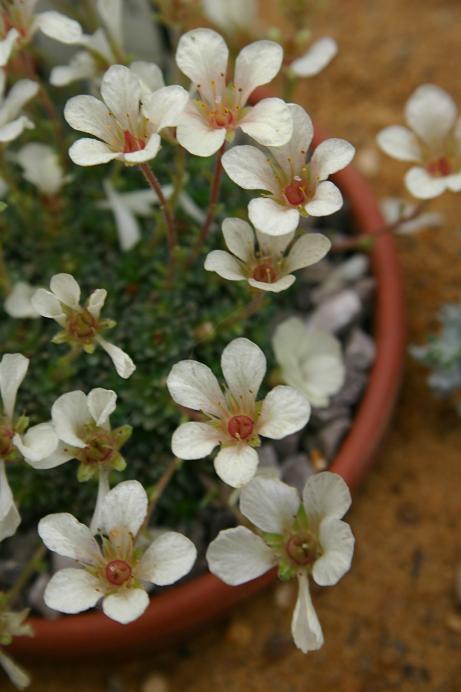 Saxifraga x megasaeflora 'Vladana' 