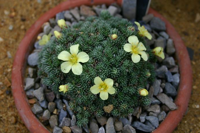 Saxifraga x pauliniae 'Franzii' 