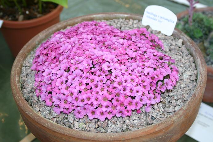 Saxifraga x poluanglica 'Allendale Joy' 