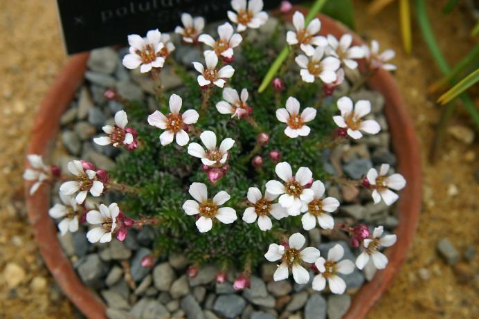 Saxifraga x poluteopurpurea 'Sazava' 