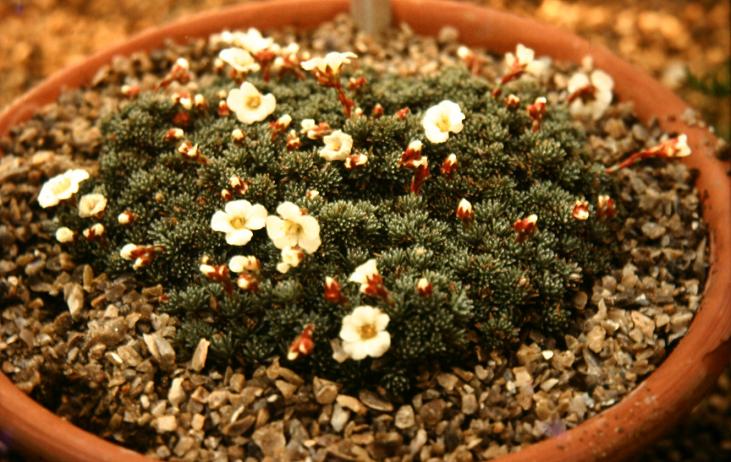 Saxifraga x salamonica 'Castoniensis' 