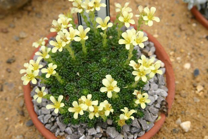 Saxifraga x webril 'Pygmalion' 