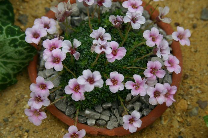 Saxifraga 'Your Day' 