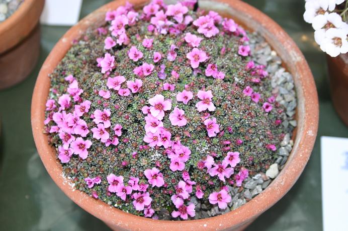 Saxifraga 'Your Song' 