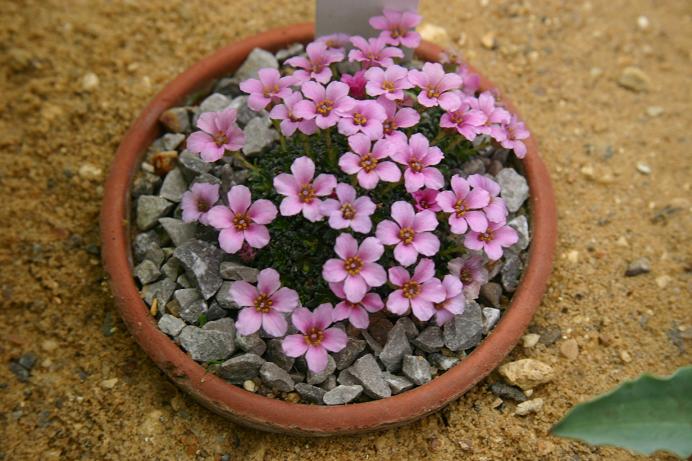 Saxifraga 'Your Song' 