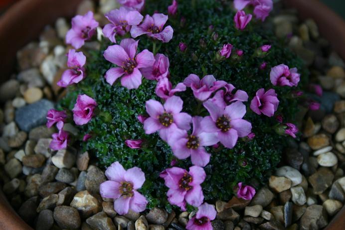 Saxifraga 'Your Success' 