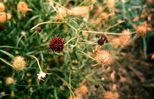 Scabiosa atropurpurea 