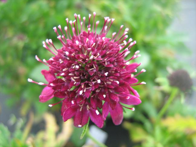 Scabiosa atropurpurea 'Scarlet Cushion' 