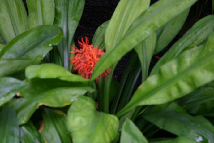 Scadoxus cinnabarinus 