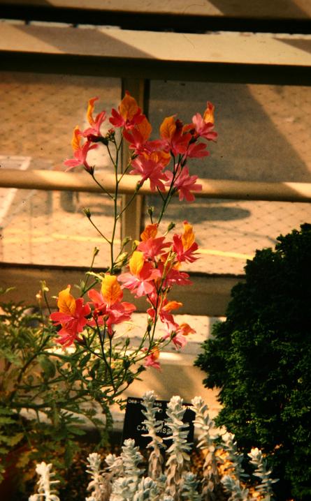 Schizanthus grahamii 