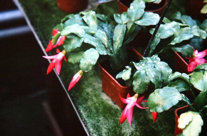 Schlumbergera truncatus 