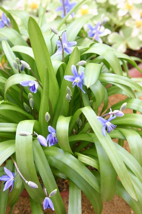 Scilla amoena 