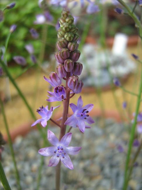 Scilla autumnalis 