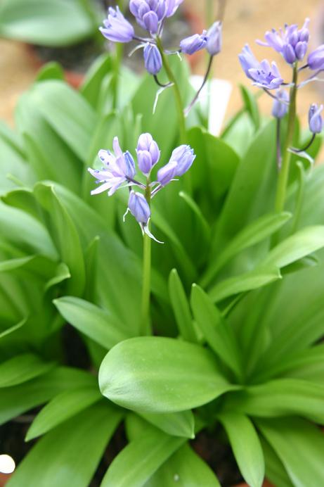 Scilla liliohyacinthus 