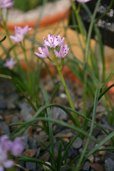 Scilla liliohyacinthus 