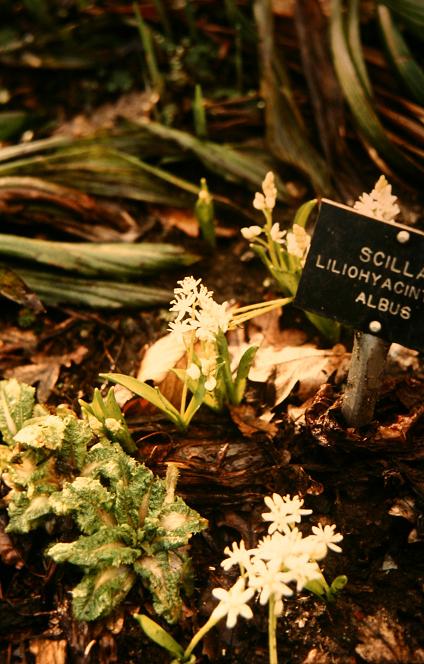 Scilla liliohyacinthus 'Albus' 