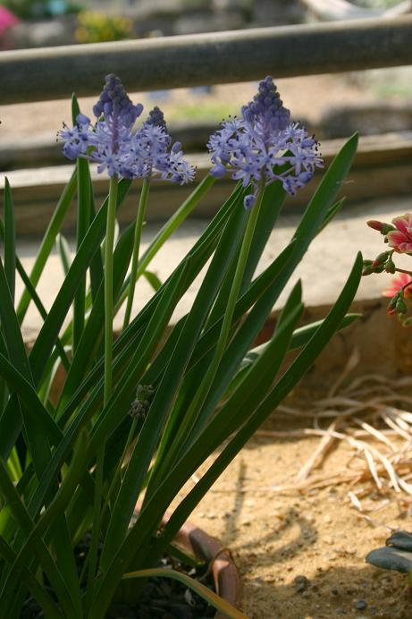 Scilla litardierii 