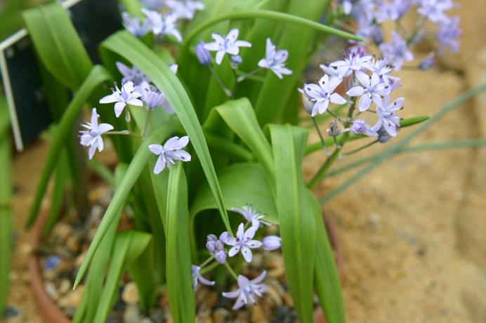 Scilla microphyllos 